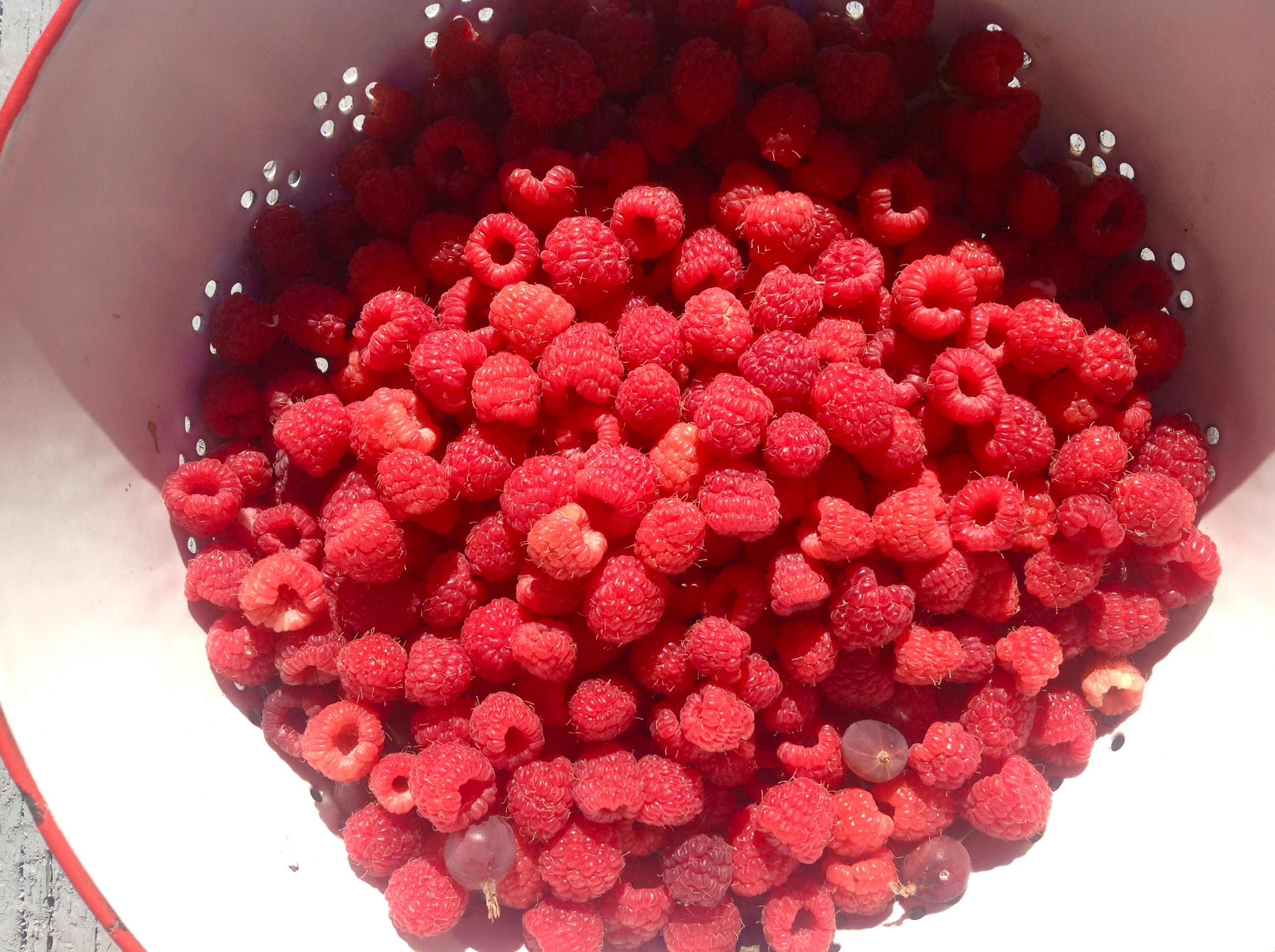 The most expensive raspberries in the world: Cane planting primer ...