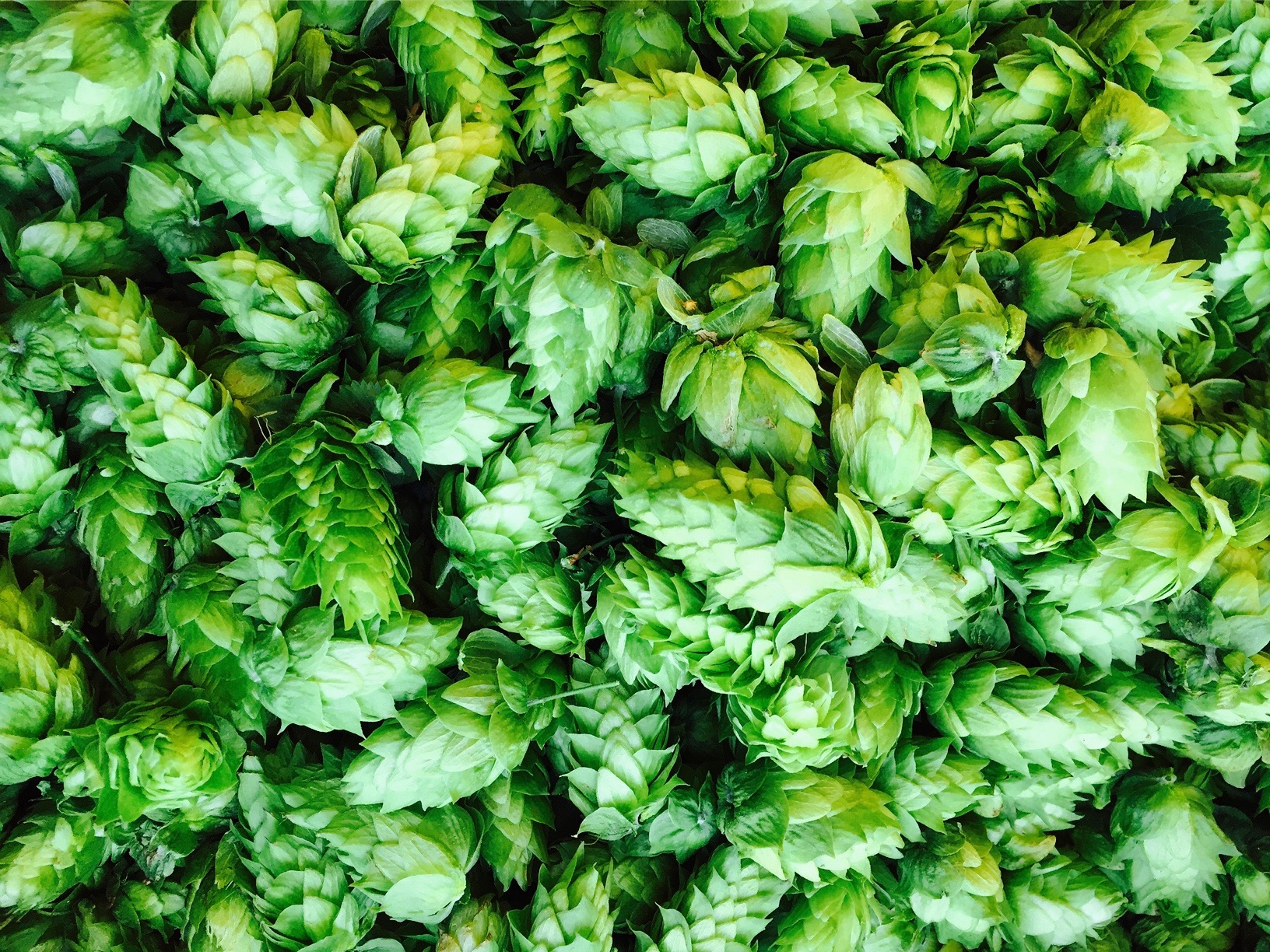 2016 harvested hops.jpg