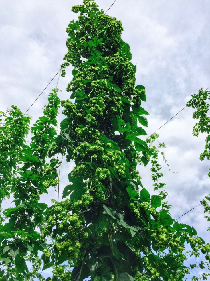 2016 hops 2.jpg
